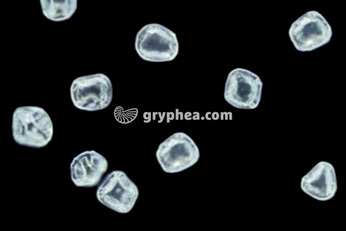 Pollen Aulne x200 - gryphea.com